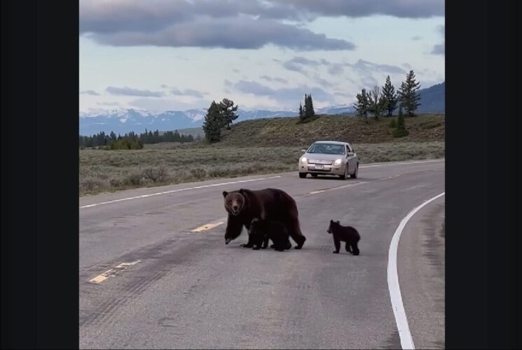 前を行くのは・・クマの親子だ！！グランドティトン国立公園で道路を悠然と進む家族に出会った！！【アメリカ・動画】