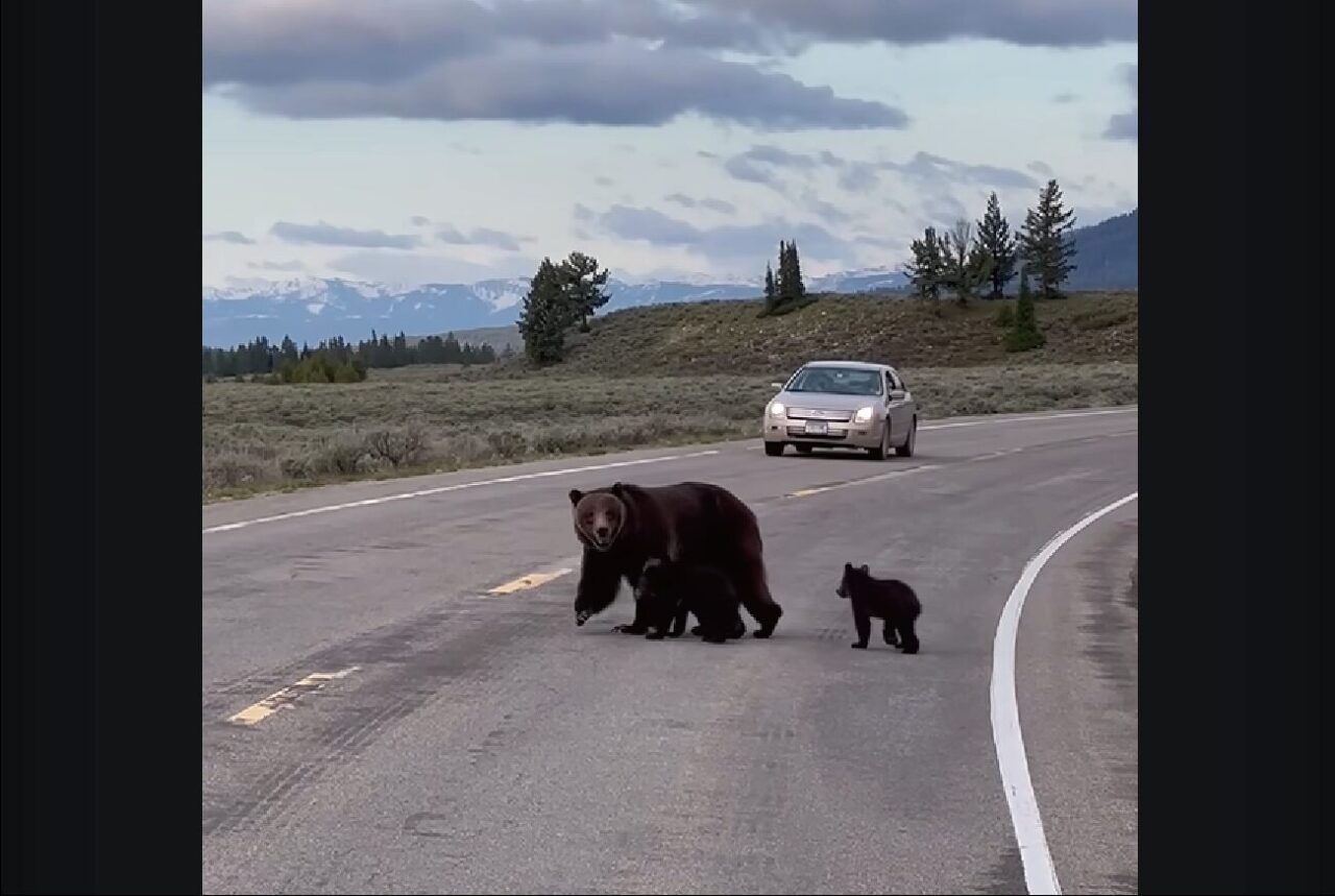 前を行くのは・・クマの親子だ!!グランドティトン国立公園で道路を悠然と進む家族に出会った!!【アメリカ・動画】