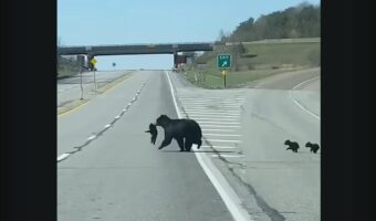 道路をクマの親子が横断中！ママにくわえられている子もいます！！【アメリカ・動画】