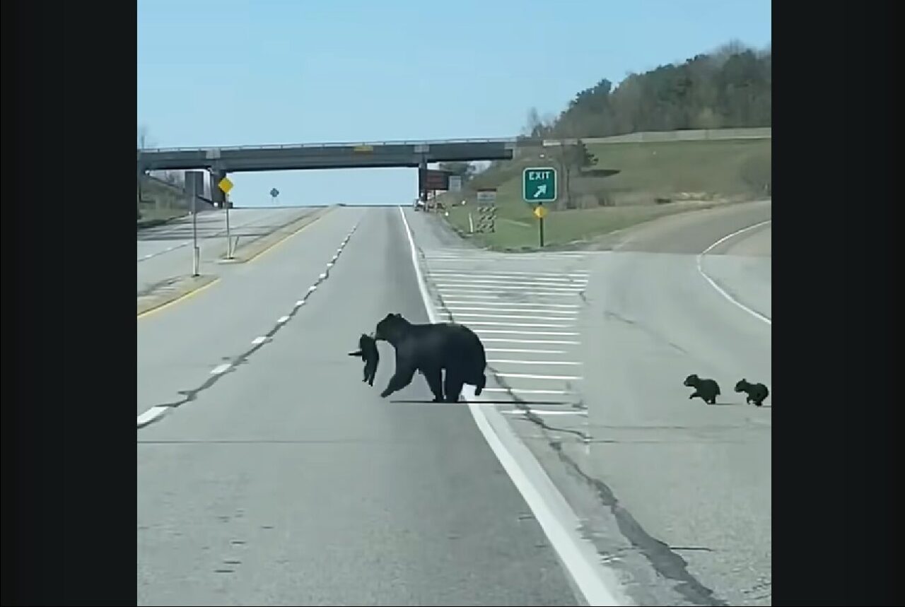道路をクマの親子が横断中！ママにくわえられている子もいます！！【アメリカ・動画】