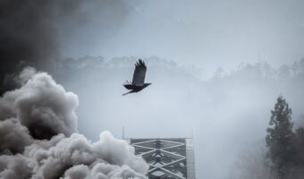 【奇跡の一枚】カラスを撮影するつもりが・・！『あるもの』が入り込んでスゴい写真が撮れた！！