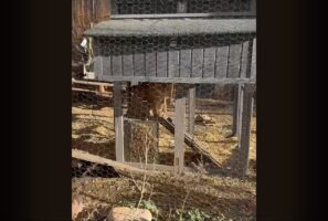 自分をニワトリだと思っている？ネコが鶏舎に居座ってる！！【アメリカ・動画】