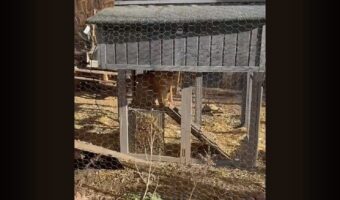 自分をニワトリだと思っている？ネコが鶏舎に居座ってる！！【アメリカ・動画】