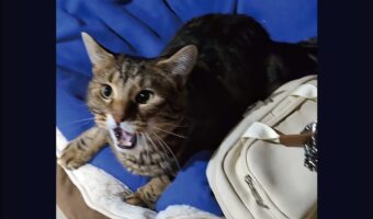 「行かニャいで！」バッグに手を伸ばすのを‥ネコが全力阻止！！これじゃ仕事に向かえないのも仕方ない？？【アメリカ・動画】