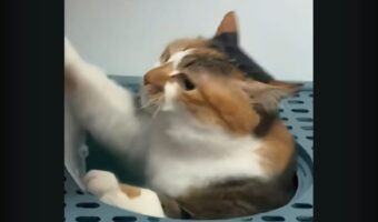 奮闘するネコ。フタがすぐに閉まってしまって、困った困った～！【海外・動画】