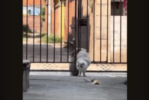 門の前でもたもた。ネコたちはおしりがつかえて困った！！【海外・動画】