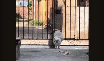 門の前でもたもた。ネコたちはおしりがつかえて困った！！【海外・動画】