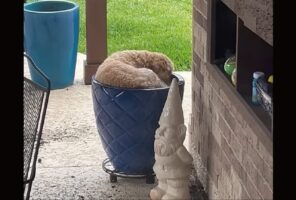 ゴールデンドゥードルが観葉植物になっちゃった？植木鉢に潜り込もうと奮闘中！【アメリカ・動画】