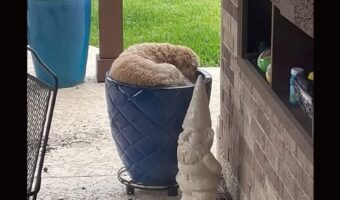 ゴールデンドゥードルが観葉植物になっちゃった？植木鉢に潜り込もうと奮闘中！【アメリカ・動画】