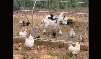 ミニロバがトコトコ。ニワトリ小屋をお散歩しているその背中はニワトリたちの特等席！？【アメリカ・動画】