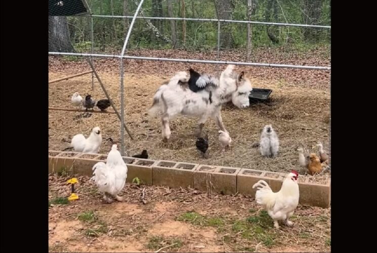 ミニロバがトコトコ。ニワトリ小屋をお散歩しているその背中はニワトリたちの特等席！？【アメリカ・動画】