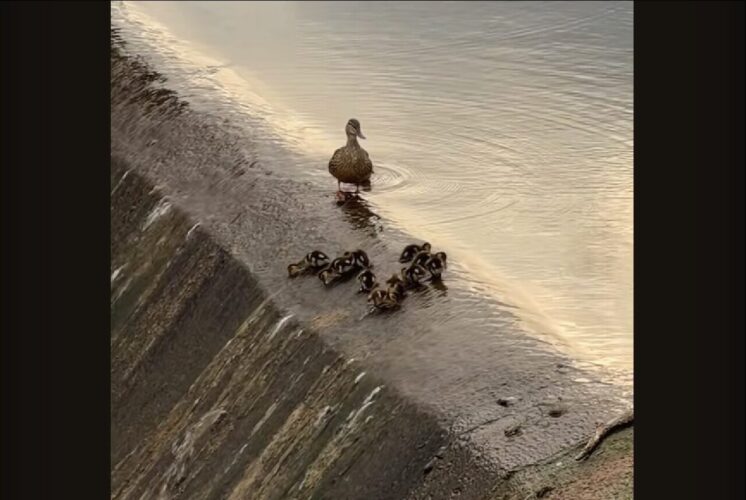 ヒナがスロープから落ちて一大事！と思いきや・・最高の遊び場だったみたいです【アメリカ・動画】