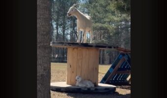 我が子を必死に探す新米ママのヤギ。探している赤ちゃんは意外と近くにいるみたいですよ？【アメリカ・動画】