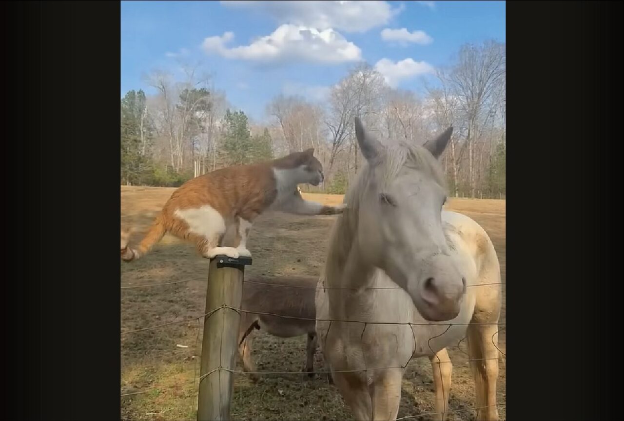 仲良しなネコとウマにほっこり！ネコはウマにスリスリしたい！！【アメリカ・動画】