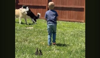 幼い男の子がアヒルのパパになった！？ヒナたちも男の子を慕って後ろをついていく！！【アメリカ・動画】