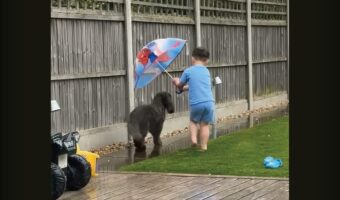 心優しい男の子。庭で傘を差しているのは・・愛犬が濡れないようにしたいから！！【海外・動画】