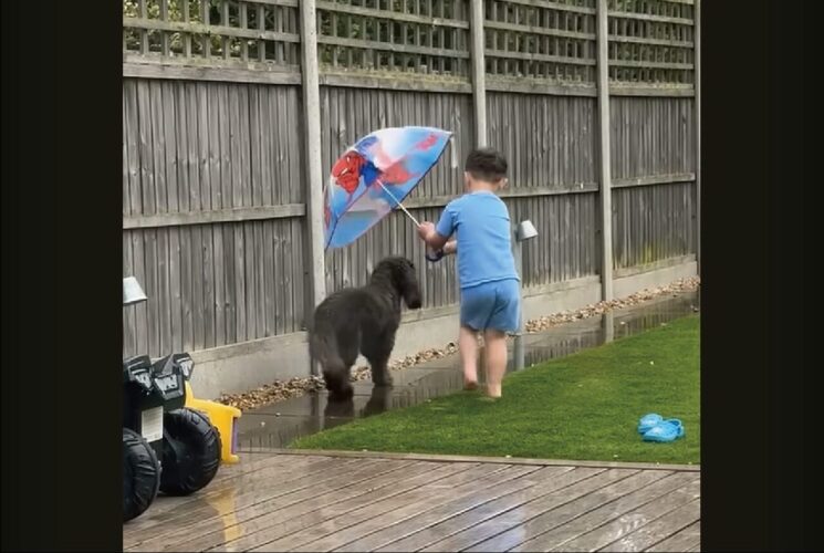 心優しい男の子。庭で傘を差しているのは・・愛犬が濡れないようにしたいから！！【海外・動画】