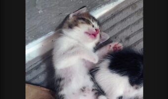 きっと夢の中でも・・。眠るネコの赤ちゃんの口元がちゅぱちゅぱ動いてる！！【海外・動画】