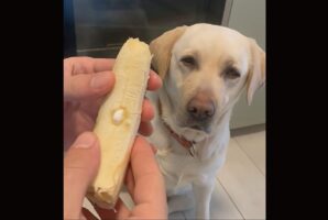 愛犬に薬を飲んでもらいたい！バナナに埋め込んだ薬を飲んでくれるかな？【海外・動画】