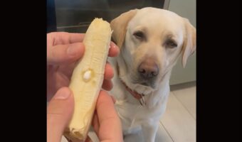 愛犬に薬を飲んでもらいたい！バナナに埋め込んだ薬を飲んでくれるかな？【海外・動画】