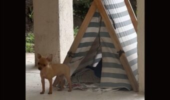 テントでドタバタ！子犬ははしゃぎすぎて追い出されちゃった？【海外・動画】