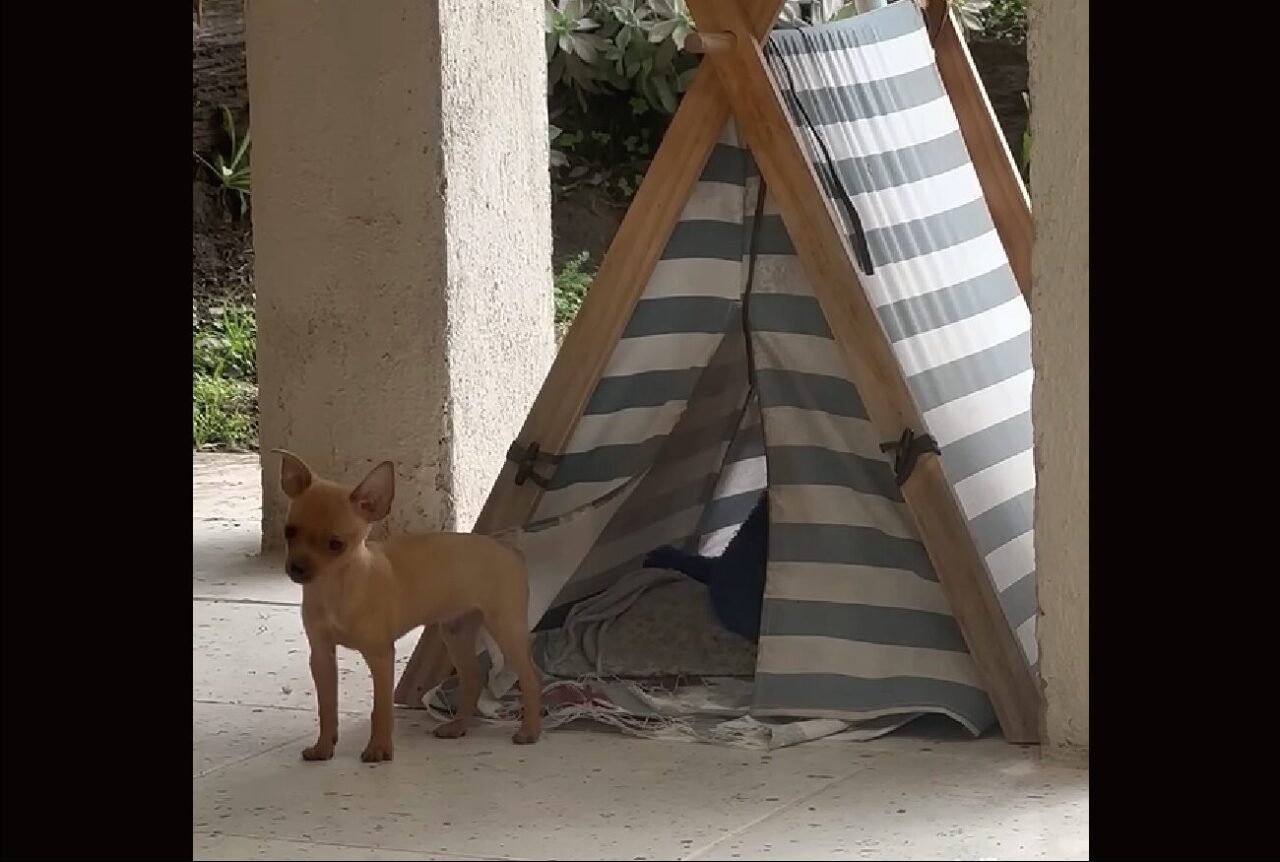 テントでドタバタ！子犬ははしゃぎすぎて追い出されちゃった？【海外・動画】