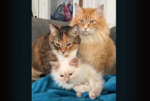 かわいいの連鎖！一匹のネコがペロペロとアログルーミングをはじめると・・、もう一匹も子猫をペロペロ！！【海外・動画】