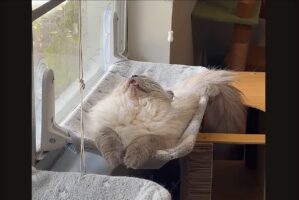 口を開けて眠るネコ。背中も反った寝姿がかわいすぎる【アメリカ・動画】