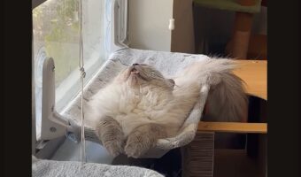 口を開けて眠るネコ。背中も反った寝姿がかわいすぎる【アメリカ・動画】