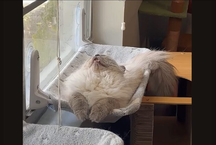 口を開けて眠るネコ。背中も反った寝姿がかわいすぎる【アメリカ・動画】