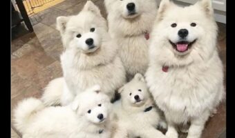 あれ？1匹だけ違う？？白くてモフモフなサモエドの中にしれっと混ざっている子はだ～れだ？
