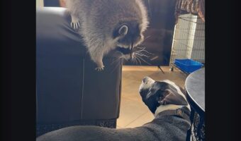 仲良しなふたりにほっこり。アライグマは我が子のように慈しむ子犬の背中に乗って、後ろからぎゅっとハグ！！【アメリカ・動画】