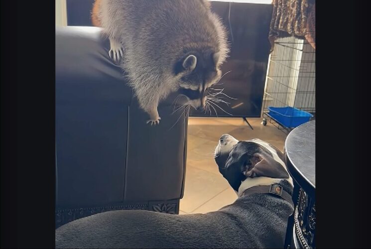仲良しなふたりにほっこり。アライグマは我が子のように慈しむ子犬の背中に乗って、後ろからぎゅっとハグ！！【アメリカ・動画】