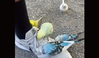 ゆっくり焦らず。ぎごちない足取りで前に進むのは・・スニーカーに小鳥たちが乗っているから！？【アメリカ・動画】