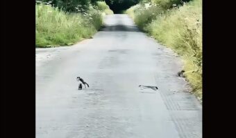 道路の真ん中でぴょんぴょん！跳ねまわって遊びまわっているのはオコジョたち！！【海外・動画】