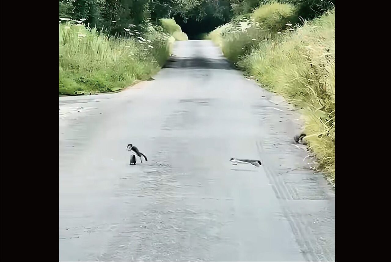 道路の真ん中でぴょんぴょん!跳ねまわって遊びまわっているのはオコジョたち!!【海外・動画】