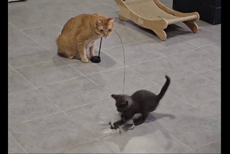 子ネコをあやすネコ。ネコが巧みに操るオモチャに、子ネコはもう夢中！！【海外・動画】