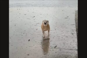 雨にも負けず、風にも負けず。イヌは嵐を全身で堪能中！！【アメリカ・動画】