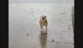 雨にも負けず、風にも負けず。イヌは嵐を全身で堪能中！！【アメリカ・動画】