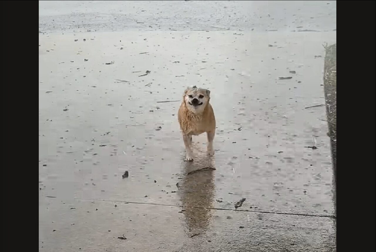 雨にも負けず、風にも負けず。イヌは嵐を全身で堪能中！！【アメリカ・動画】