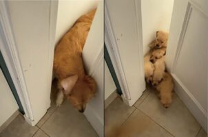 ドアの向こうからゴールデンレトリバーたちがいっぱい！わらわら駆けだしていく子イヌたちがかわいすぎる！！【海外・動画】