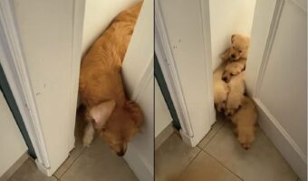 ドアの向こうからゴールデンレトリバーたちがいっぱい！わらわら駆けだしていく子イヌたちがかわいすぎる！！【海外・動画】