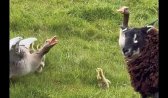 我が子を守るのに必死！ヒナを守ろうとヒツジを威嚇するガチョウたち【海外・動画】