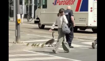警察官がエスコート！安全を確認してもらいながら横断歩道を渡るのは・・ガチョウの親子！！【海外・動画】
