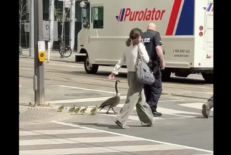 警察官がエスコート！安全を確認してもらいながら横断歩道を渡るのは・・ガチョウの親子！！【海外・動画】