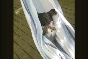 最高のお昼寝スポット発見！ハンモックに潜り込むのは・・お隣さん家のネコ！【海外・動画】