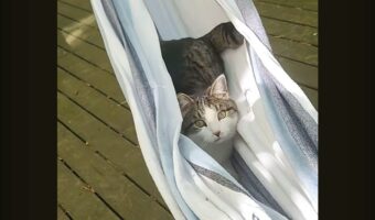 最高のお昼寝スポット発見！ハンモックに潜り込むのは・・お隣さん家のネコ！【海外・動画】
