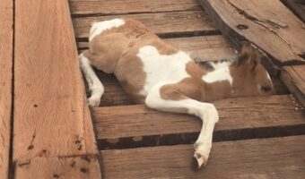 仔馬が橋でピンチに！危機的状況に、男性は自らの危険を顧みず救助活動開始！！【海外・動画】