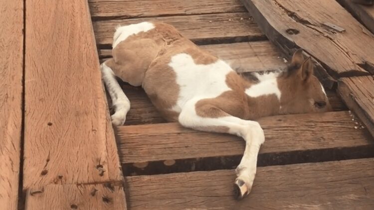 仔馬が橋でピンチに！危機的状況に、男性は自らの危険を顧みず救助活動開始！！【海外・動画】