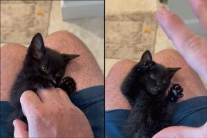コチョコチョ・・パー！パパさんの動きにつられておててとあんよをパッと開く子猫がかわいすぎる！！【アメリカ・動画】